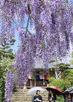 Wisteria in bloom in Wakayama